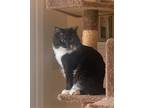 Adopt Swirl a Black & White or Tuxedo Domestic Shorthair (long coat) cat in