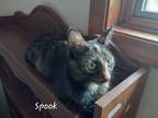 Adopt Spook a Tortoiseshell Domestic Shorthair (short coat) cat in Midland