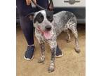 Adopt KYLIE a Black - with White Australian Cattle Dog / Mixed dog in Ventura