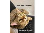 Adopt Basch a Brown Tabby Domestic Shorthair (short coat) cat in Hibbing