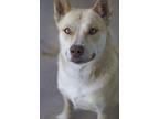 Adopt Kira a Tan/Yellow/Fawn Shepherd (Unknown Type) / Mixed dog in Ottumwa