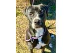 Adopt Agnes a Black Mixed Breed (Large) / Mixed dog in Savannah, TN (38797996)
