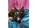 Adopt Barbosa a All Black Domestic Shorthair (short coat) cat in Buffalo