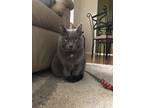 Adopt Maggie a Gray or Blue Korat / Mixed cat in Chula Vista, CA (38797953)