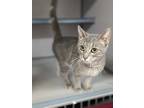 Adopt Silvie a Gray or Blue Domestic Shorthair / Domestic Shorthair / Mixed cat