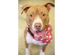 Adopt Diesel a Brown/Chocolate Mixed Breed (Large) / Mixed dog in Fallston