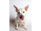 Adopt Sir Winston a White Westie, West Highland White Terrier / Mixed dog in