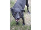 Adopt Gabby a Black Labrador Retriever / Mixed Breed (Medium) / Mixed (short