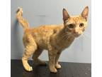 Adopt Jellyfish a Orange or Red Domestic Shorthair / Domestic Shorthair / Mixed