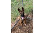 Adopt Reggie a Brown/Chocolate Shepherd (Unknown Type) dog in Linton