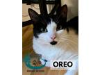 Adopt Oreo - Super Social a Black & White or Tuxedo Domestic Shorthair (short