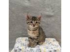 Adopt Artemis a Brown or Chocolate Domestic Shorthair / Mixed cat in San Jose
