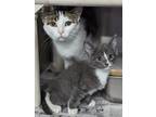 Adopt Salamander a White Domestic Shorthair / Domestic Shorthair / Mixed cat in
