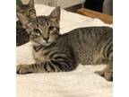 Adopt Truffles a Brown or Chocolate Domestic Shorthair / Mixed cat in Fort