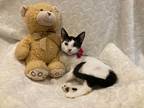 Adopt Dulce a Black & White or Tuxedo Domestic Shorthair (short coat) cat in