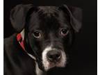 Adopt Peep a Black - with White Mixed Breed (Medium) / Mixed dog in Kalamazoo