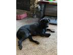 Adopt Zoey a Black Labrador Retriever / Mixed dog in Orrville, OH (38797449)