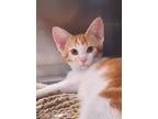Adopt Castor a Orange or Red Domestic Shorthair / Domestic Shorthair / Mixed cat