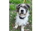 Adopt Apollo a Gray/Silver/Salt & Pepper - with White Schnauzer (Standard) /