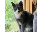 Adopt Monarch Stanley a Gray or Blue Domestic Shorthair / Mixed cat in