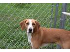 Adopt Kylie a Brown/Chocolate - with White Plott Hound / Mixed dog in Loogootee