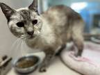 Adopt Ellery a Gray or Blue Domestic Mediumhair / Domestic Shorthair / Mixed cat