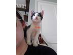 Adopt Pickle a Black & White or Tuxedo Domestic Shorthair (short coat) cat in
