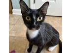 Adopt Lemur a All Black Domestic Shorthair / Mixed cat in Gibsonia