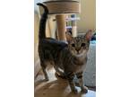 Adopt Cybele a Gray or Blue Domestic Shorthair (short coat) cat in Norwalk