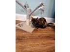 Adopt Honeysuckle a Domestic Shorthair (short coat) cat in Smyrna, GA (38797103)