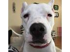 Adopt Luna a White Dogo Argentino / Mixed dog in Norwalk, CT (38797018)