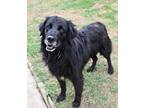 Adopt PoBoy a Black Labrador Retriever / Mixed Breed (Medium) / Mixed dog in