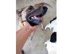 Adopt Bronco a German Shepherd Dog / Mixed dog in Brownwood, TX (38796909)