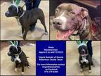 Adopt Boots a Black - with White Boxer / Staffordshire Bull Terrier / Mixed dog