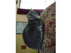 Adopt Gracie a Gray or Blue British Shorthair / Mixed cat in Portage