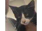 Adopt Rover a All Black Domestic Shorthair / Mixed cat in Yuma, AZ (38794929)