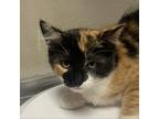 Adopt Dumpling a Calico or Dilute Calico Domestic Shorthair / Mixed cat in Yuma