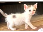 Adopt Jack a Domestic Shorthair / Mixed (short coat) cat in Saint Francisville