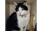 Adopt Cloe a All Black Domestic Shorthair / Mixed cat in Ponca City