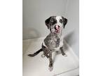 Adopt Diesel a Catahoula Leopard Dog / Labrador Retriever dog in Colville