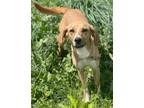 Adopt Queen a Tan/Yellow/Fawn - with White Coonhound (Unknown Type) / Mixed