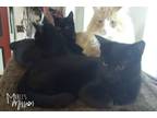 Adopt Ghost a All Black Domestic Mediumhair (long coat) cat in Mead