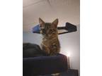 Adopt Oliver a Domestic Shorthair (short coat) cat in Acworth, GA (38789046)