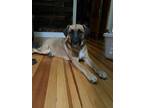 Adopt Salvadora a Shepherd (Unknown Type) / Labrador Retriever / Mixed dog in