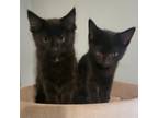 Adopt Kama and Indra a All Black Domestic Mediumhair / Mixed cat in
