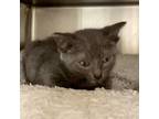 Adopt Spastic Spud a Gray or Blue Domestic Shorthair / Mixed cat in Walker