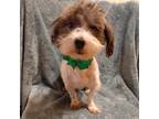 Adopt Carmen a Black Havanese / Mixed dog in Cincinnati, OH (38796092)