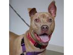 Adopt Hank Hill a Tan/Yellow/Fawn Pit Bull Terrier / Mixed dog in Urbana