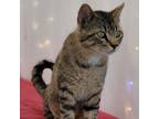 Adopt Romeo a Tan or Fawn Domestic Shorthair / Mixed cat in Milford