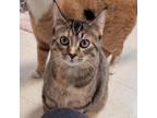 Adopt Alma a Tan or Fawn Domestic Shorthair / Mixed cat in Milford